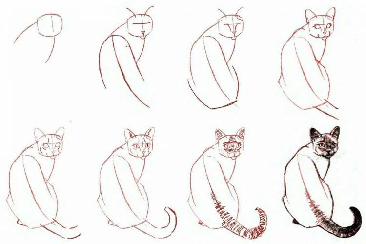 Поэтапное рисование кота карандашом
