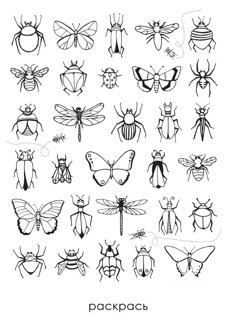 раскраски на тему рисуем насекомых