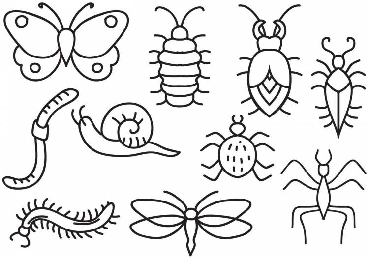 Простые рисунки животных насекомых 