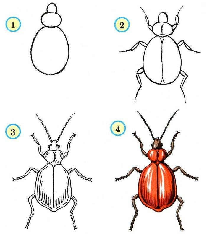 Как нарисовать насекомых 