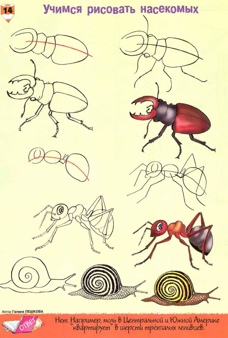 Урок ИЗО Учимся рисовать насекомых
