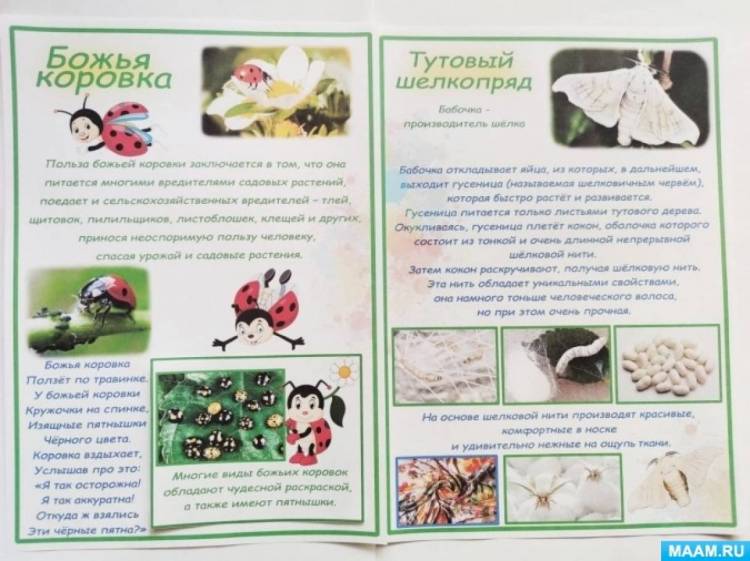 Дидактическая разработка «Полезные и вредные насекомые» 