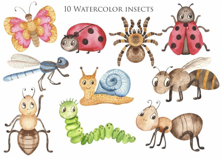 Рисунки насекомых для детей