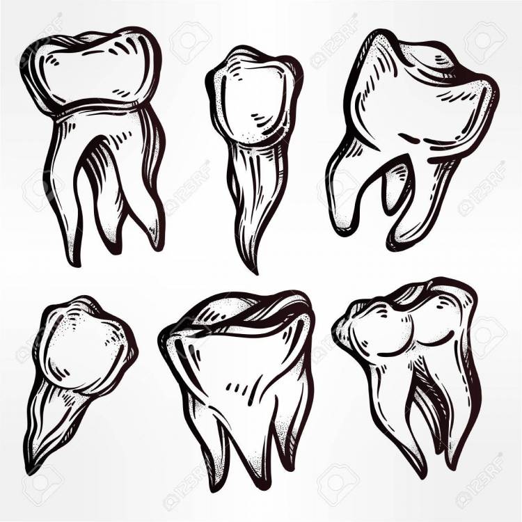 Поэтапное рисование зуба