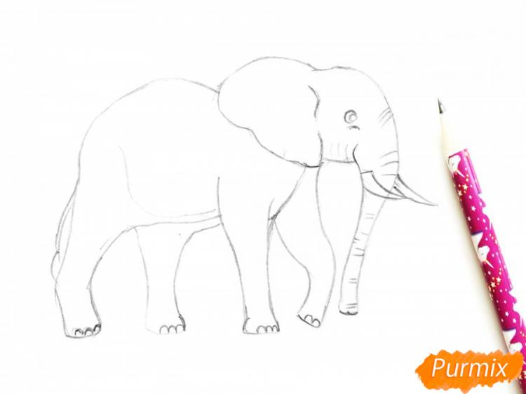 Как нарисовать слона поэтапно
