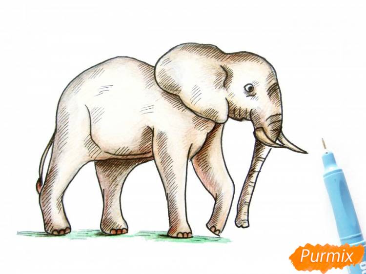 Как нарисовать слона поэтапно