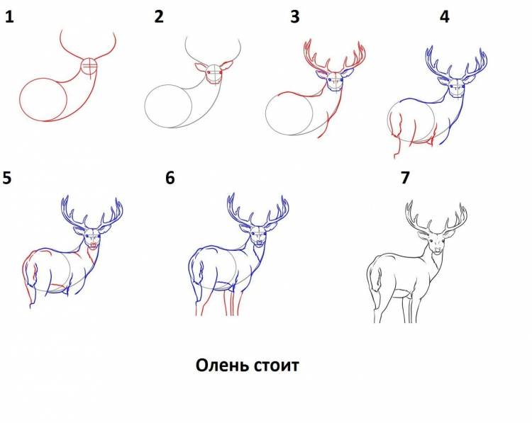Как нарисовать северного оленя