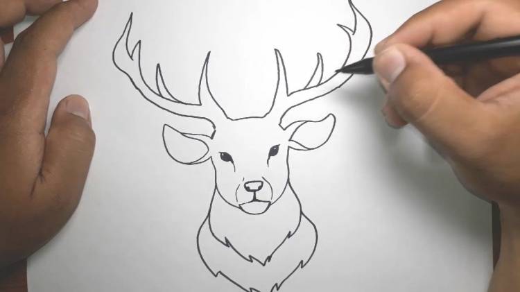 Как нарисовать оленя поэтапно