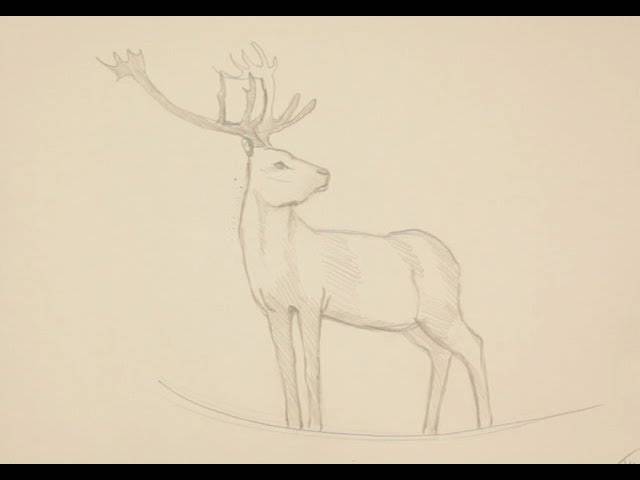 Как нарисовать оленя поэтапно простым карандашом начинающие