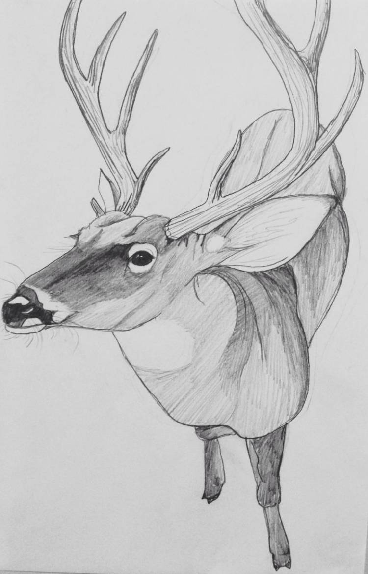 Как нарисовать оленя поэтапно карандашом 