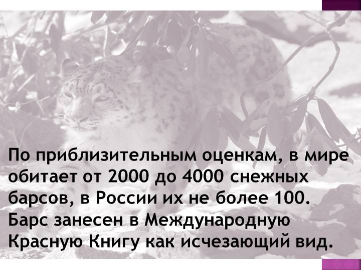 Презентация по ИЗО на тему Поэтапное рисование снежного барса