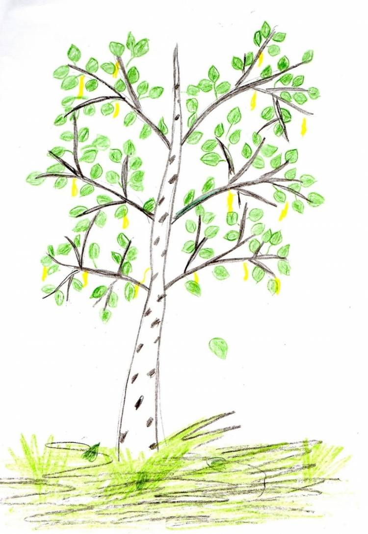 Поэтапное рисование дерева для детей