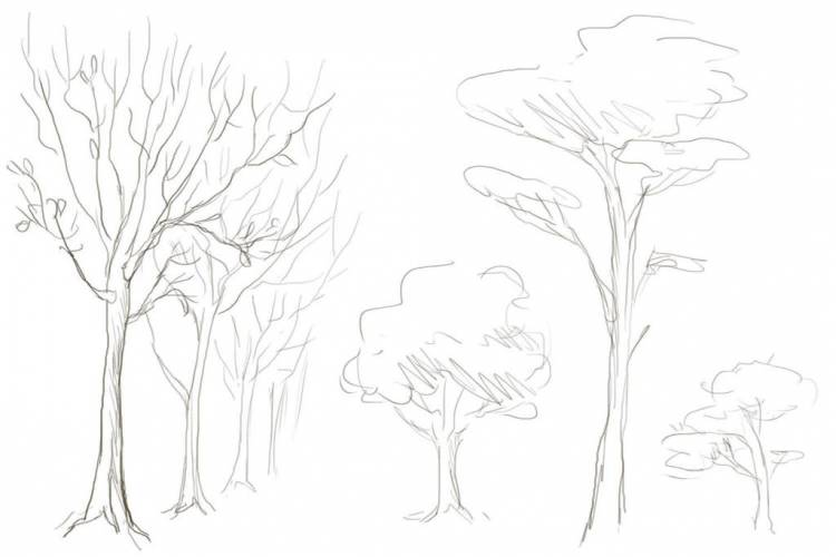 Как рисовать деревья карандашом поэтапно для начинающих