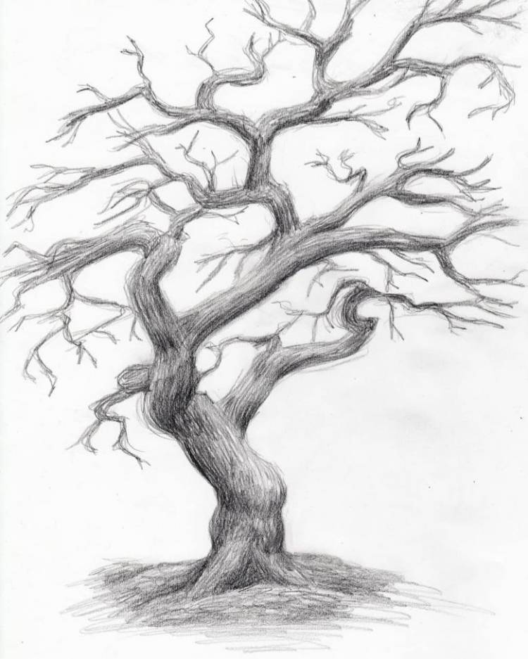 Как нарисовать дерево поэтапно карандашом 