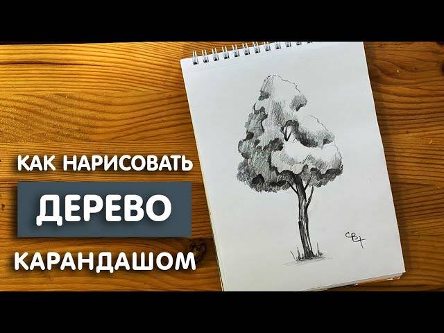 Как нарисовать дерево простым карандашом