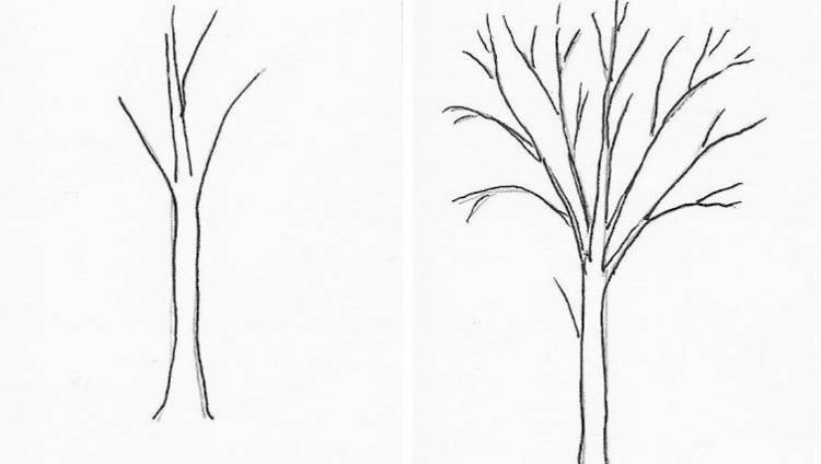 Рисунок контура дерева