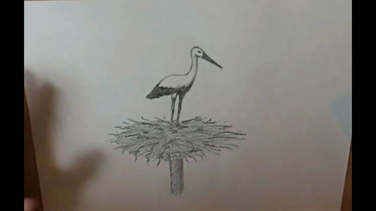 Как нарисовать аиста и гнездо