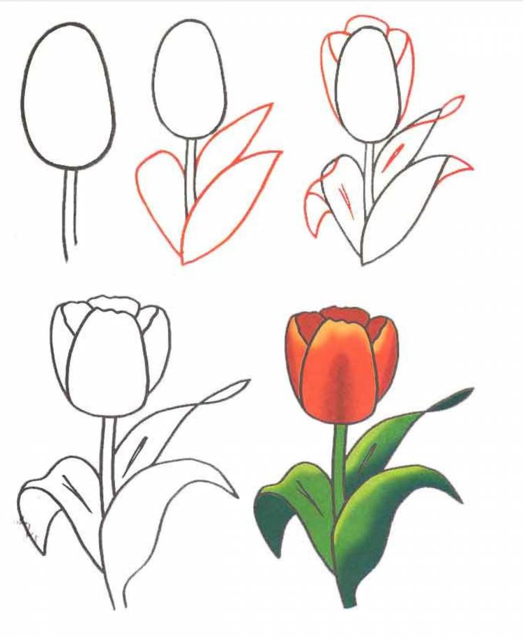 Букет цветов поэтапное рисование для детей