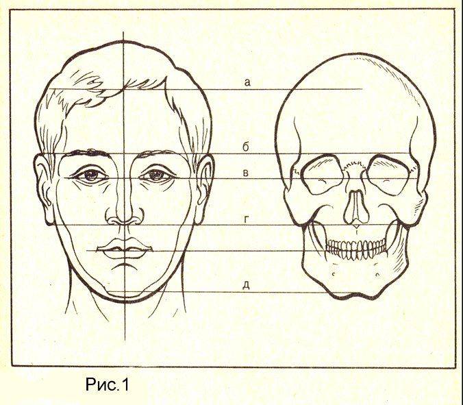 Как нарисовать голову человека поэтапно карандашом
