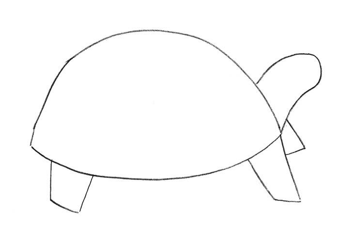 Как нарисовать черепаху поэтапно