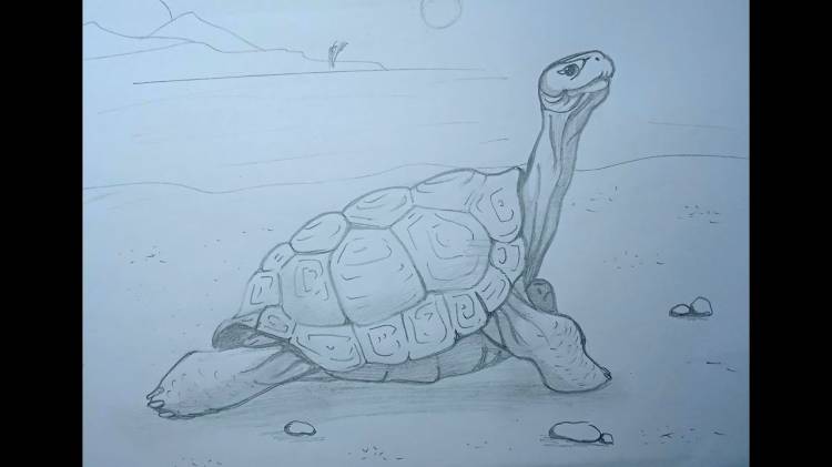Как нарисовать черепаху \\ черепаха карандашом \\ поэтапное рисование