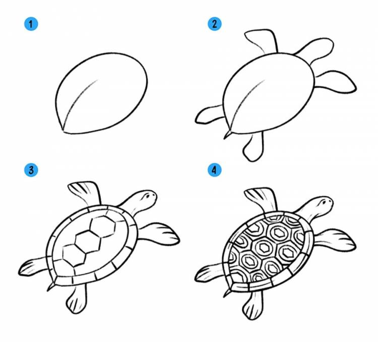 Как нарисовать черепаху видео уроки для детей » Рисуем черепашку поэтапно при помощи видеоуроков