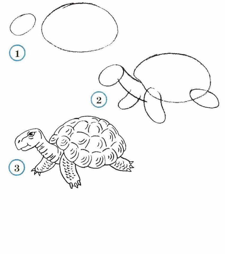 Раскраски животных, Раскраска Учимся рисовать черепаху как нарисовать поэтапно животных
