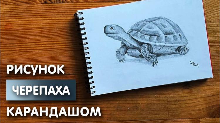 Как нарисовать черепаху карандашом