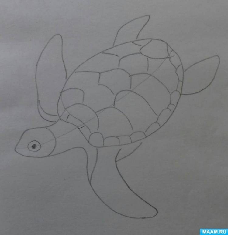 Конспект занятия по рисованию «Морская черепаха» для детей старшего дошкольного возраста 
