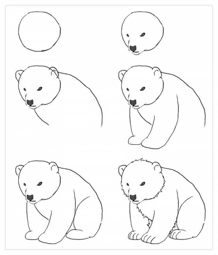 Поэтапное рисование медведя для детей
