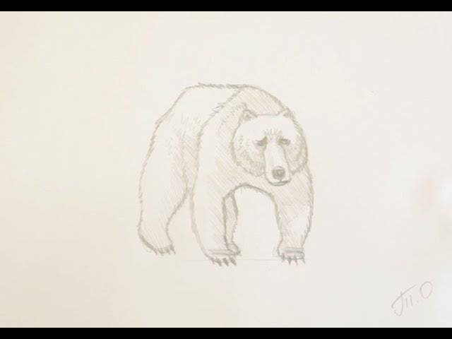 Как нарисовать медведя поэтапно простым карандашом начинающие
