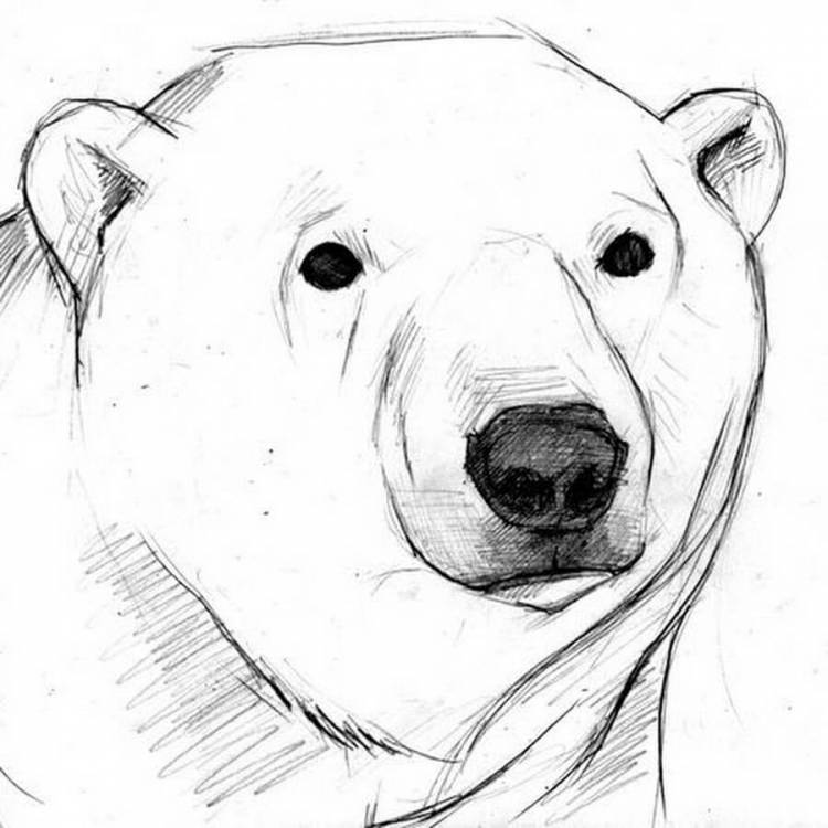 Как нарисовать белого медведя карандашом поэтапно для начинающих легко