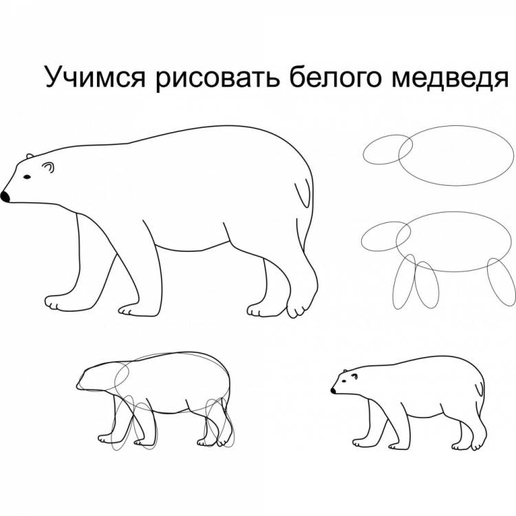 Поэтапное рисование белого медведя