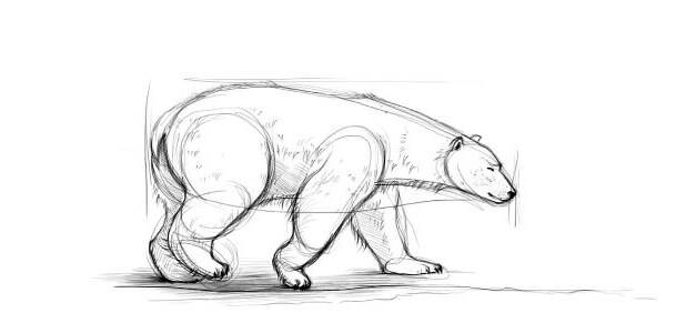 Как нарисовать белого медведя карандашом поэтапно для начинающих легко