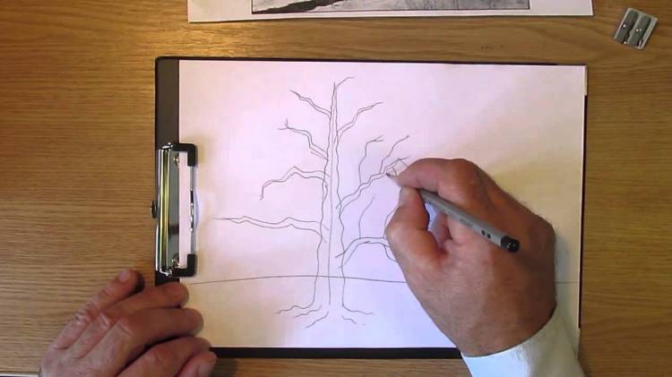 Как рисовать дерево дуб