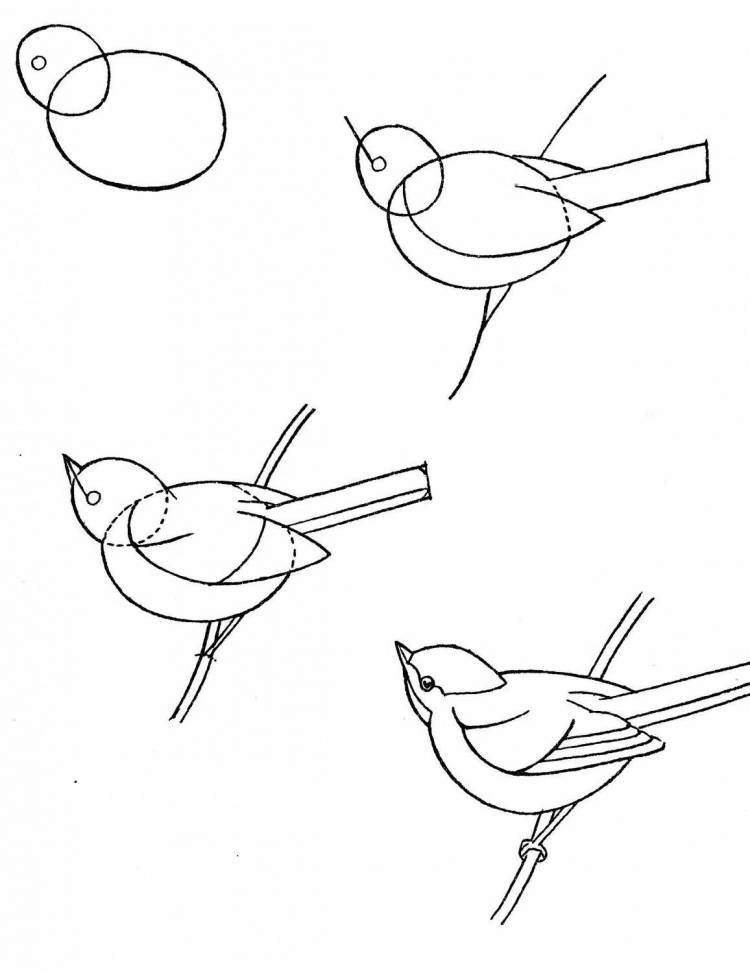 Рисунок птицы поэтапно