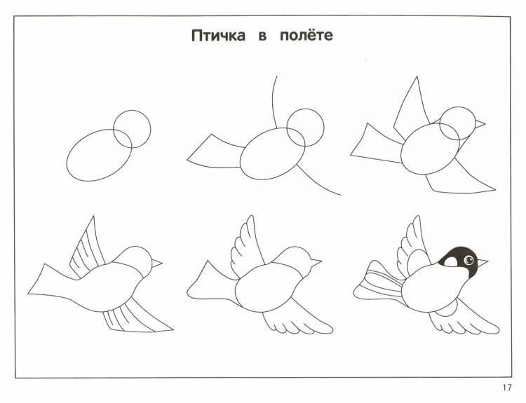Рисунок птицы карандашом для детей