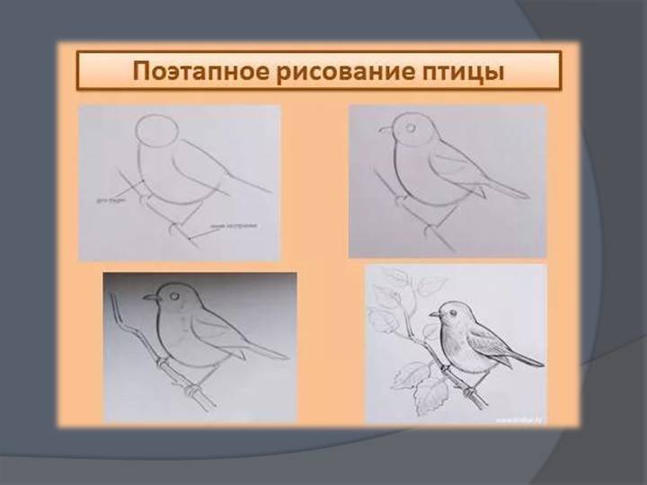 Презентация по ИЗО Поэтапное рисование птиц