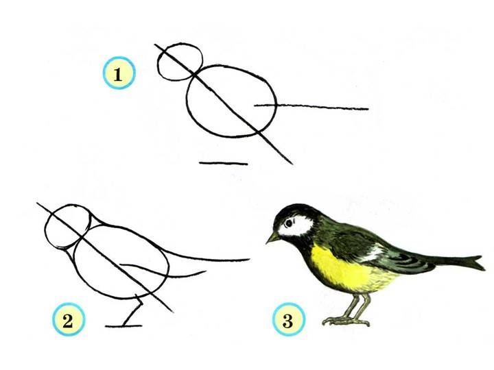Презентация по ИЗО Учимся рисовать птиц