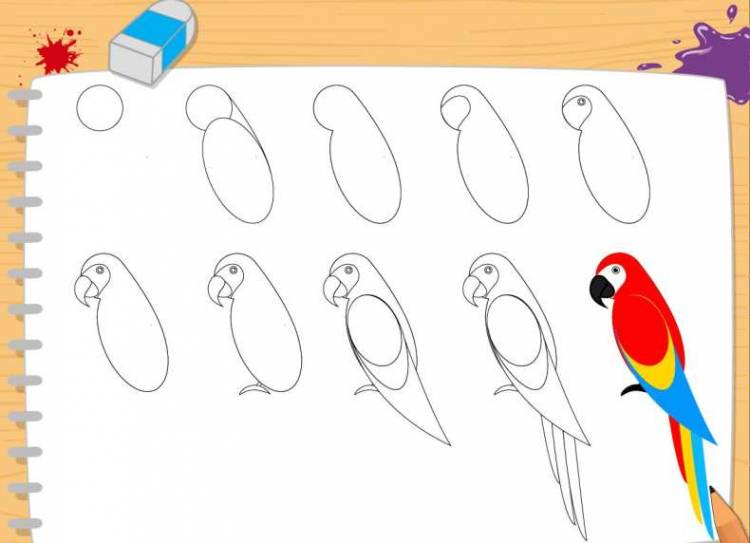 Как нарисовать попугая красками и карандашом поэтапно
