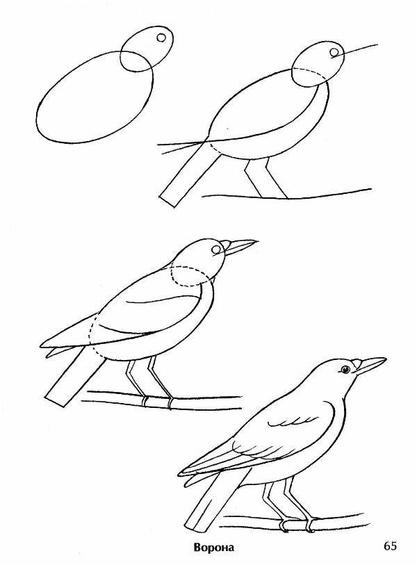 рисуем птиц