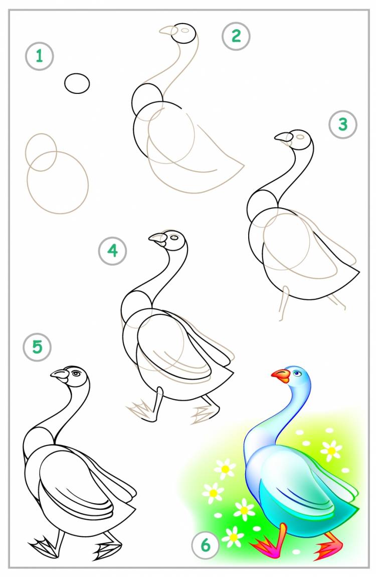 Поэтапное рисование домашних птиц