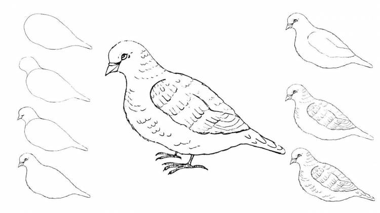 Раскраски Раскраска Как нарисовать птицу как нарисовать поэтапно карандашом, скачать распечатать раскраски