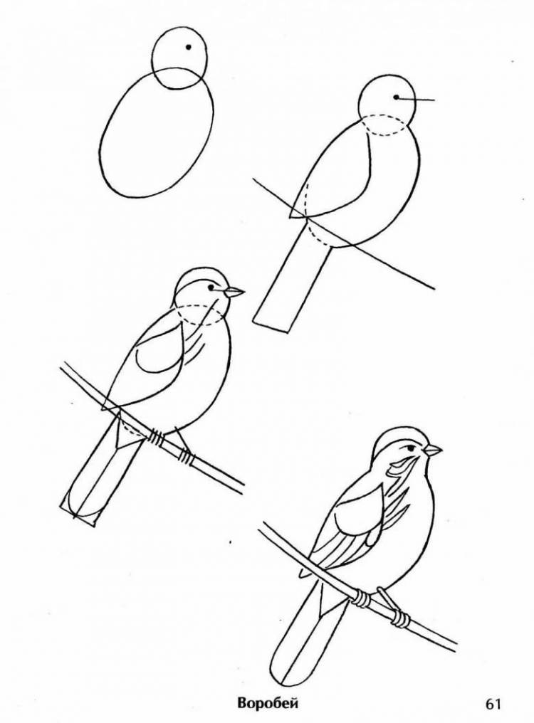 Рисунок птички на ветке поэтапно