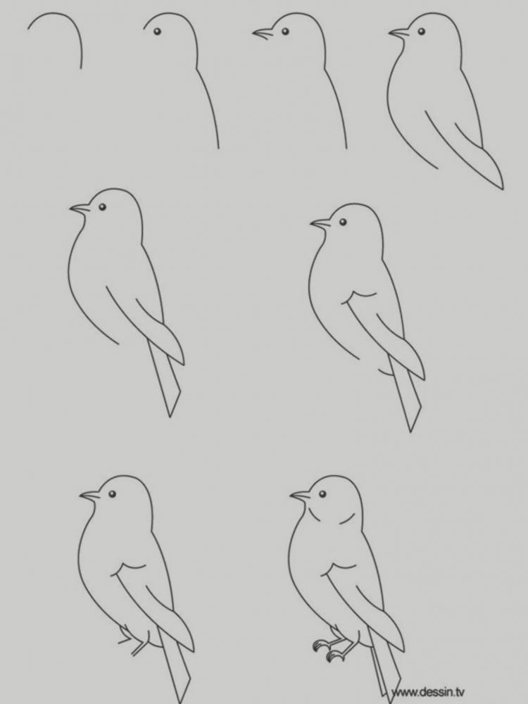 Птицы нарисовать легко 