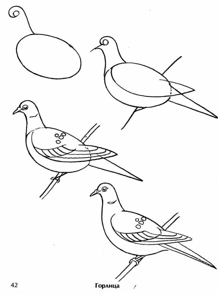 Птицы нарисовать легко 