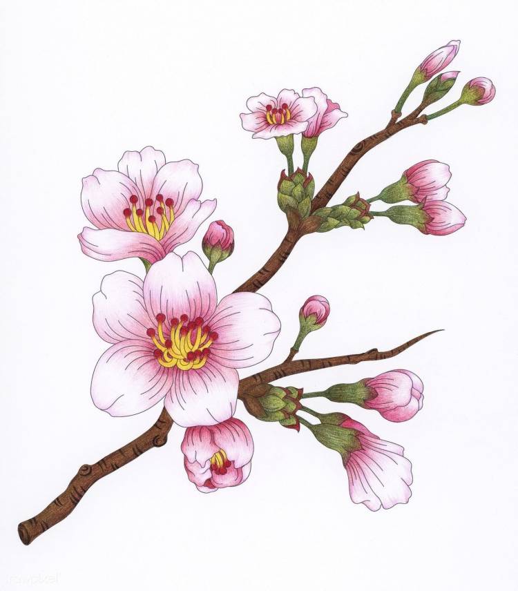 Сакура цветок рисунок