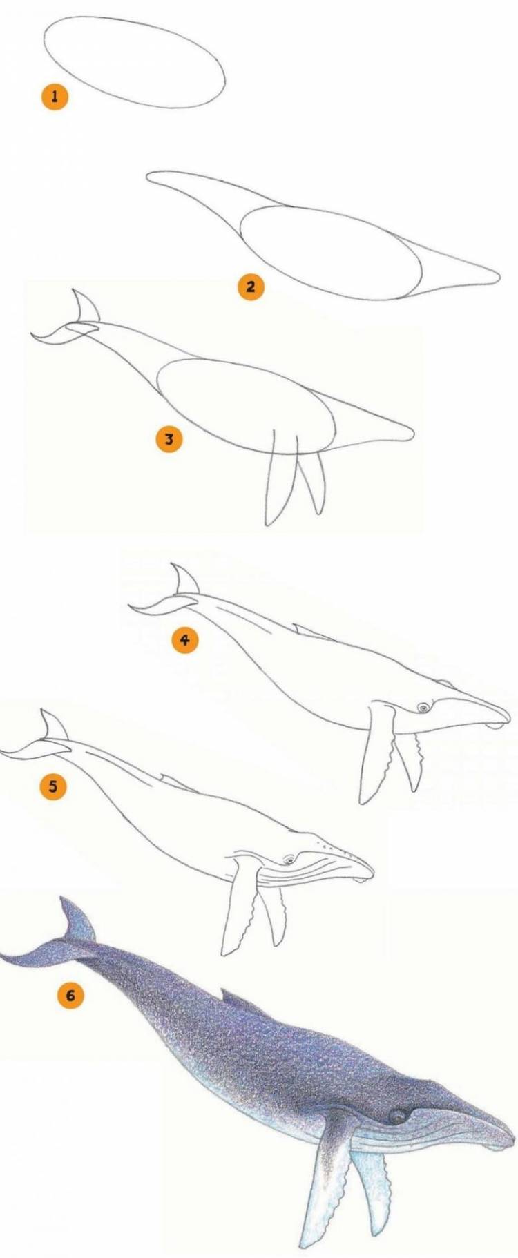 Поэтапное рисование кита для детей