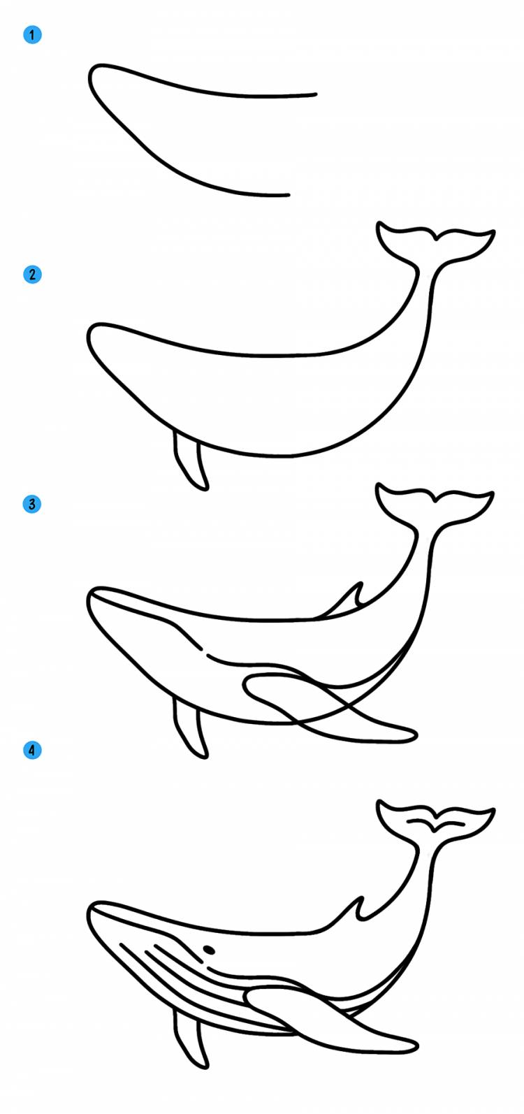 Как нарисовать кита поэтапно для начинающих » рисуем китов легко и просто карандашом и красками