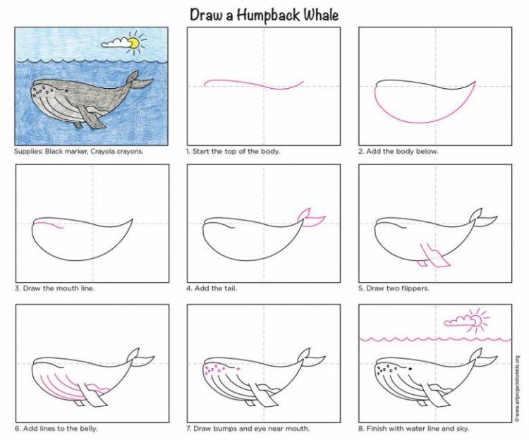 Как нарисовать кита поэтапно 